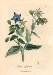 Blue Flowered Borage, Borago Officinalis, from a Botanical Illustration by James Sowerby from William Woodville and Sir William Jackson Hooker
