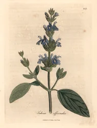 Blue flowered sage, Salvia officinalis, from a botanical illustration by James Sowerby from William Woodville and Sir William Jackson Hooker