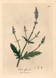 Blue Flowered Vervain, Verbena Officinalis, from a Botanical Illustration by James Sowerby from William Woodville and Sir William Jackson Hooker