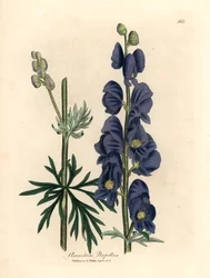 Blue flowered wolf