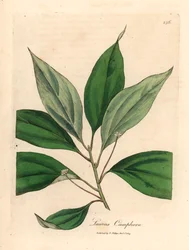 Camphor tree, Laurus camphora, from a botanical illustration by James Sowerby from William Woodville and Sir William Jackson Hooker