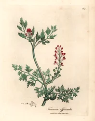 Crimson flowered fumitory, Fumaria officinalis, from a botanical illustration by James Sowerby from William Woodville and Sir William Jackson Hooker