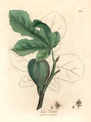 Green Fig, from a Botanical Illustration by James Sowerby from William Woodville and Sir William Jackson Hooker