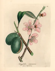 Pink flowered almond tree, Amygdalus communis, from a botanical illustration by James Sowerby from William Woodville and Sir William Jackson Hooker