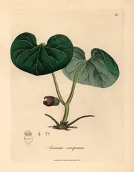 Purple flowered asarabacca, or wild ginger, Asarum europaeum, from a botanical illustration by James Sowerby from William Woodville and Sir William Jackson Hooker