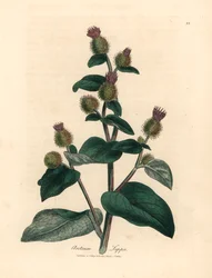 Purple flowered burdock, Arctium lappa, from 
