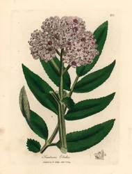 Purple Flowered Dwarf Elder Tree, Sambucus Ebulus, from a Botanical Illustration by James Sowerby from William Woodville and Sir William Jackson Hooker