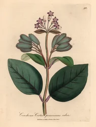 Purple flowered red Peruvian bark tree, Cinchona cortex peruvianus ruber, from a botanical illustration by James Sowerby from William Woodville and Sir William Jackson Hooker