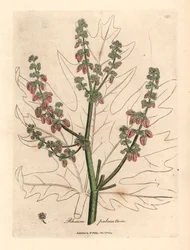 Rhubarb flowers and stalk, leaf outline, Rheum palmatum, from a botanical illustration by James Sowerby from William Woodville and Sir William Jackson Hooker