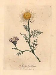 White and yellow Spanish camomile, Anthemis pyrethrum, from a botanical illustration by James Sowerby from William Woodville and Sir William Jackson Hooker