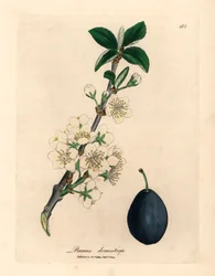 White blossom and fruit of the plum or prune tree, Prunus domestica, from a botanical illustration by James Sowerby from William Woodville and Sir William Jackson Hooker