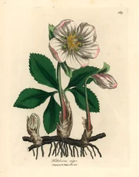 White Flowered Black Hellebore or Christmas Rose, Helleborus Niger, from a Botanical Illustration by James Sowerby from William Woodville and Sir William Jackson Hooker