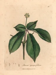 Yellow flowered ginseng plant, Panax quinquefolium, from a botanical illustration by James Sowerby from William Woodville and Sir William Jackson Hooker