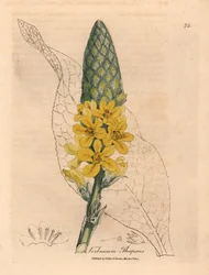 Yellow Flowered Great Broad-Leaved Mullein, Verbascum Thapsus, from a Botanical Illustration by James Sowerby from William Woodville and Sir William Jackson Hooker