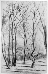 The Dam Wood