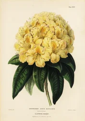 Golden rhododendron, Rhododendron aureum magniflorum