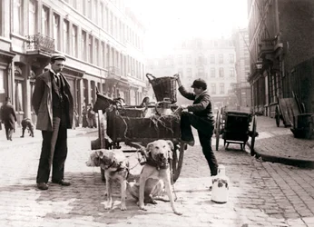 Boy with Dogcart, Antwerp