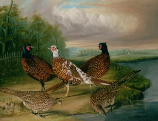 Pheasants by the River Wensum, Norfolk