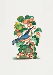 Beautiful Nuthatch