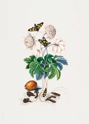 Double Flower Cultivar