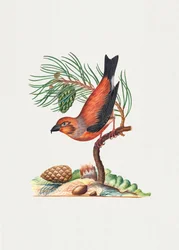 Red Crossbill