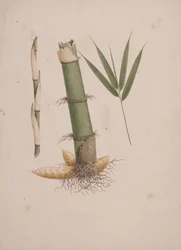 Arundinaria alpina K. Schum. (African Bamboo): finished drawing of sections of stem and of shoot with leaves