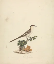 Bee Cuckoo