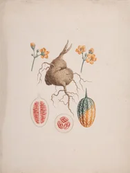 Coccinia abyssinica (Lam.): finished drawing, the tuber and detail of fruit