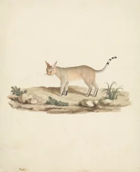 Booted Lynx (Felis caligata)