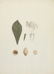 Gardenia ternifolia Schum.& Thonn. (Jovis-Tonantis): finished drawing with additional detail of fruit