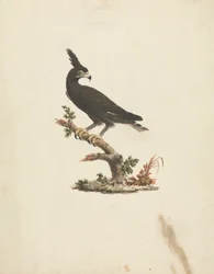 Lophaetus occipitalis (Long-Crested Eagle)
