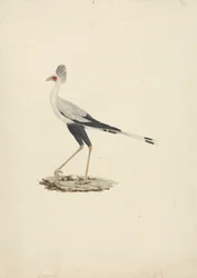 Sagittarius serpentarius (Secretary Bird)