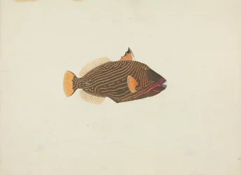Unidentified Fish