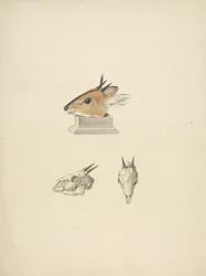Unidentified Madoqua (Dik-dik): study of head and skull