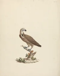 Vulture