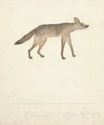 Wolf