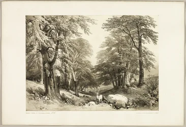 Beech Trees in Arundale Park, from The Park and the Forest