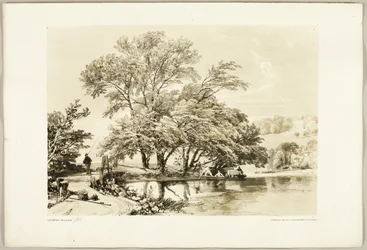 Common Willow, from The Park and the Forest