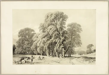 Plane Trees, from The Park and the Forest