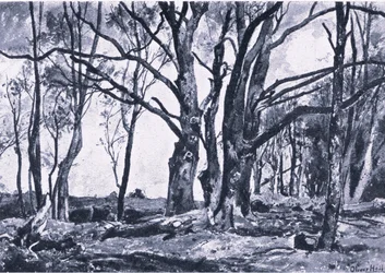 Pollard Willows in Windsor meadows, Nature in Britain published by Collins