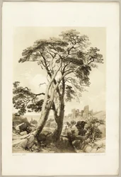 Scotch Fir, from The Park and the Forest