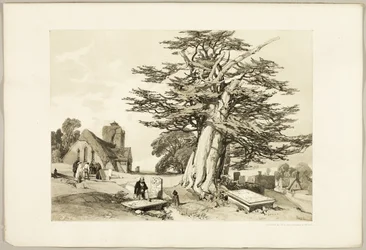 Yew, from The Park and the Forest