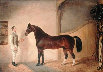 Groom with Hunter on Tredegar Estate, Monmouthshire