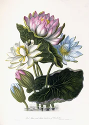 Red, Blue, and White Lotus of Hindostan