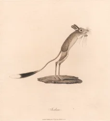 Jerboa