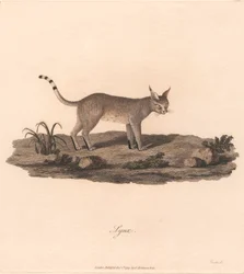 Lynx