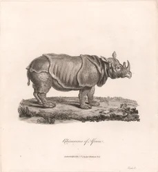 Rhinoceros of Africa