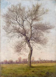 Study of an Ash Tree in Winter