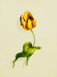 A Parrot Tulip, 1826