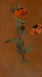 Study of Poppies